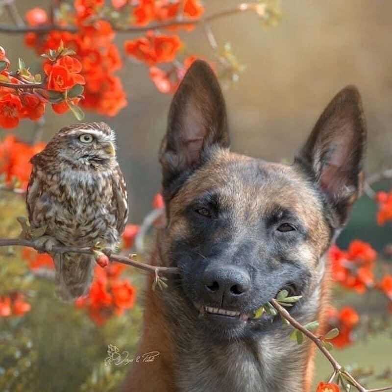 La hermosa historia entre Ingo el perro y su amigo búho