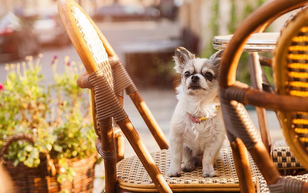 Cinco lugares ‘pet friendly’ para visitar este fin de semana