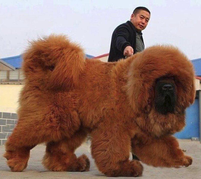 Las 5 mascotas más caras y exclusivas del mundo