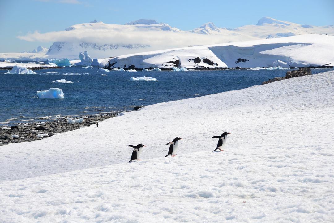 5 películas sobre pingüinos para celebrar su día