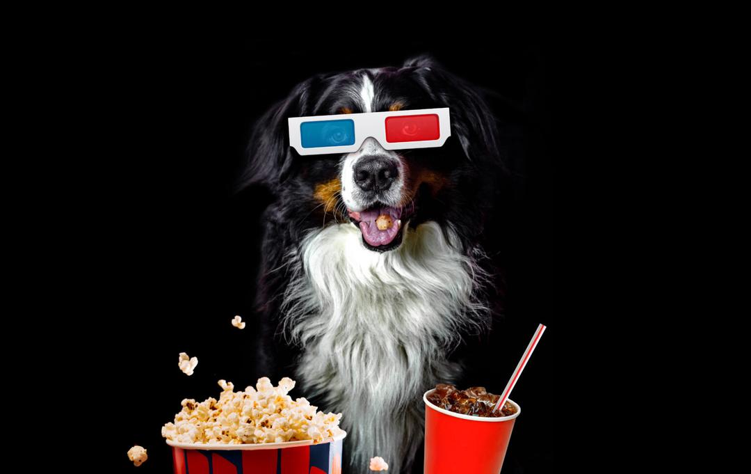 5 películas para celebrar el Día Mundial del Perro