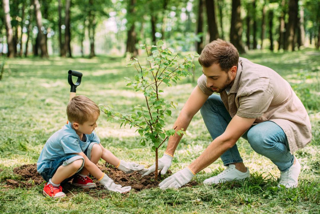 ¿Por qué se celebra el Día del Árbol?