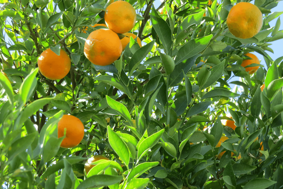 Frutas para comer este otoño