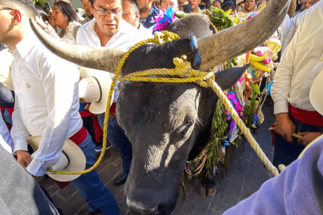 Celebran el tradicional ‘Paseo del Buey’
