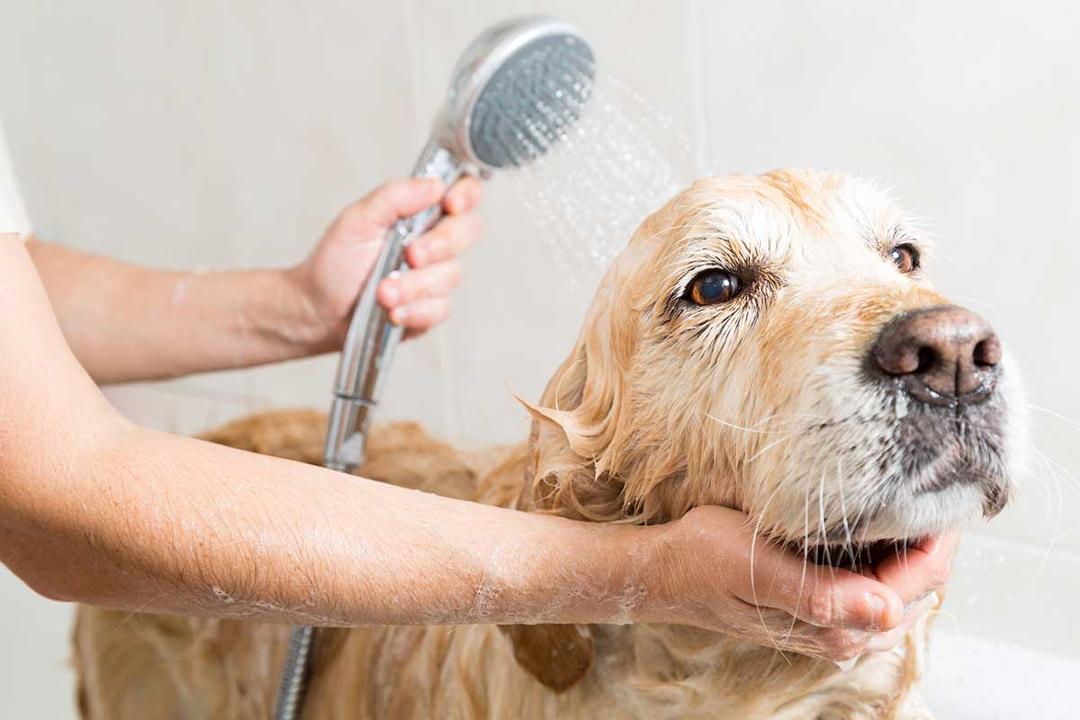 ¿Cada cuándo debo bañar a mi perro y cuáles son las mejores estéticas caninas en Querétaro?