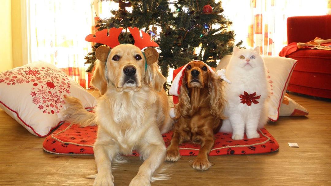 Las 10 maneras de incluir a tu mascota en la navidad