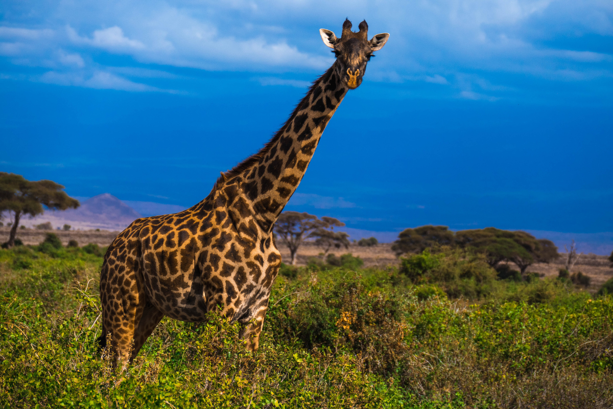5 datos curiosos sobre las jirafas para celebrar su día