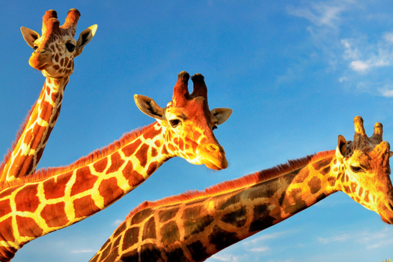5 datos curiosos sobre las jirafas para celebrar su día