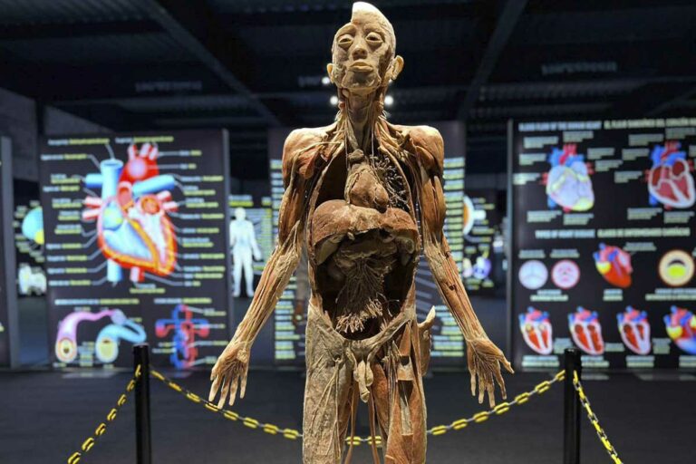 Considerada la Expo #1 del cuerpo humano y la más vista internacionalmente con cuerpos humanos reales, BODIES se presenta por cerca de dos meses en la capital queretana.