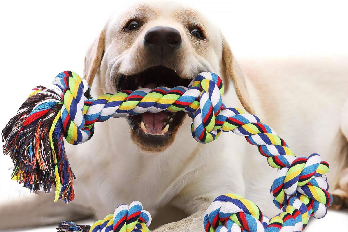 5 juguetes para cuidar la salud bucal de tu mascota (2)