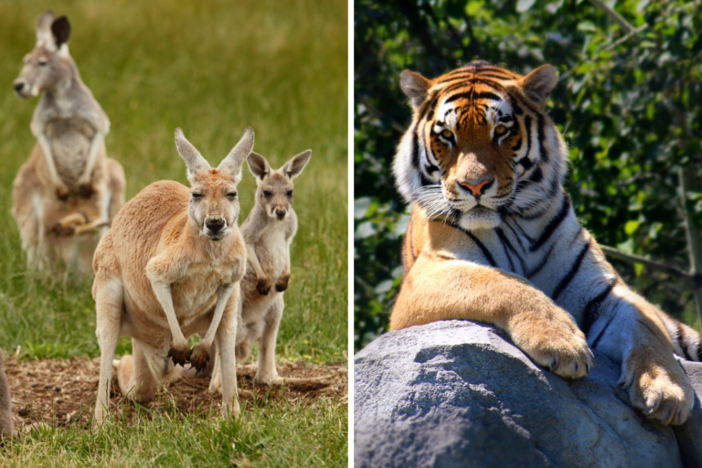 Por qué no hay canguros en Bali ni tigres en Australia