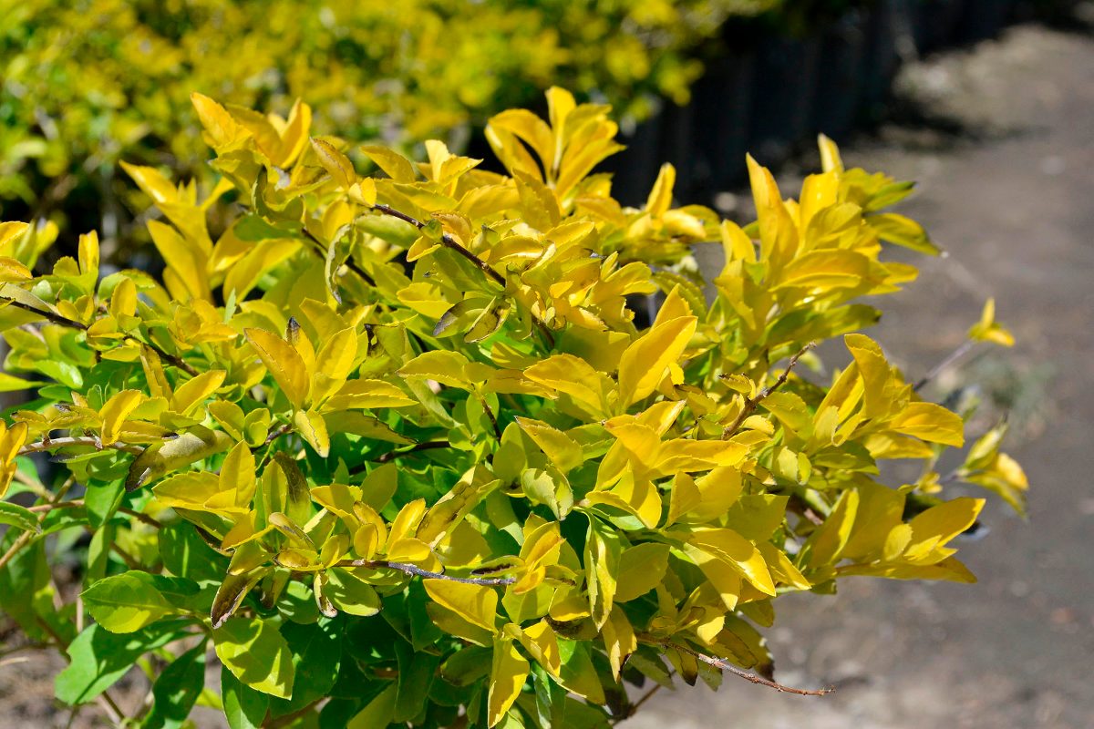 ¿Las plantas hacen sonidos cuando se estresan?