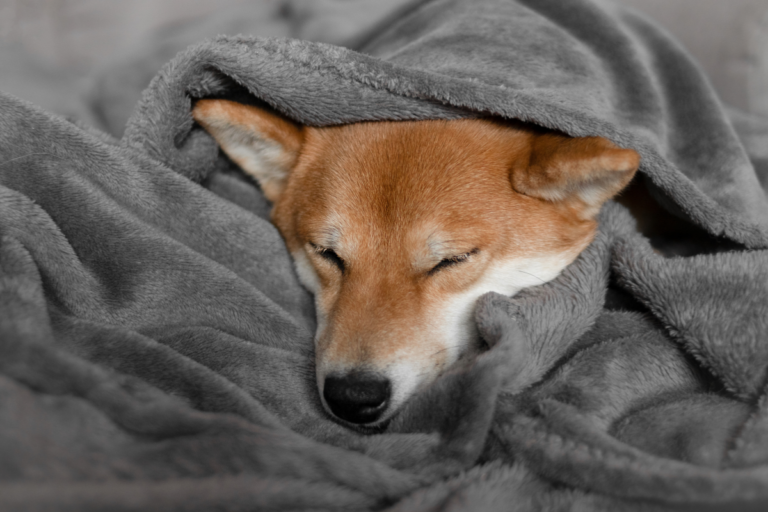 La importancia de cuidar a tus mascotas en época de frío