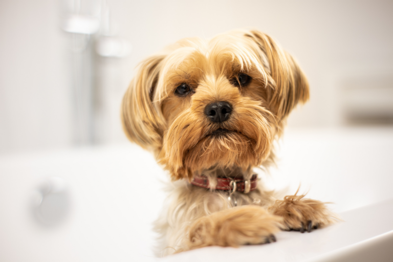 El curioso fenómeno del estornudo inverso en perros ¿Qué necesitas saber