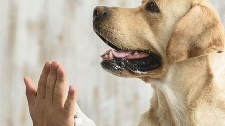 Las mascotas brindan bienestar emocional