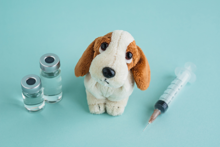 Vacunas fundamentales que deben tener tus mascotas