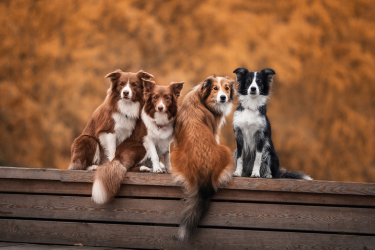 Explorando la inteligencia canina Las razas de perros más inteligentes