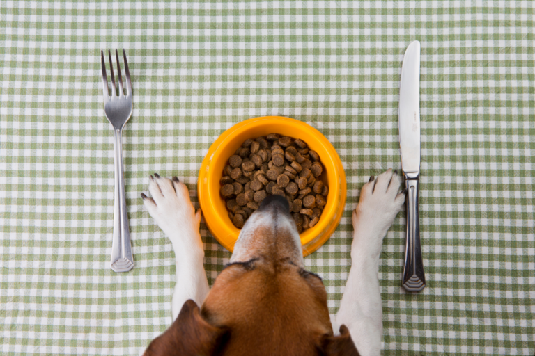 Alimentos que debes evitar darles a tu mascotas