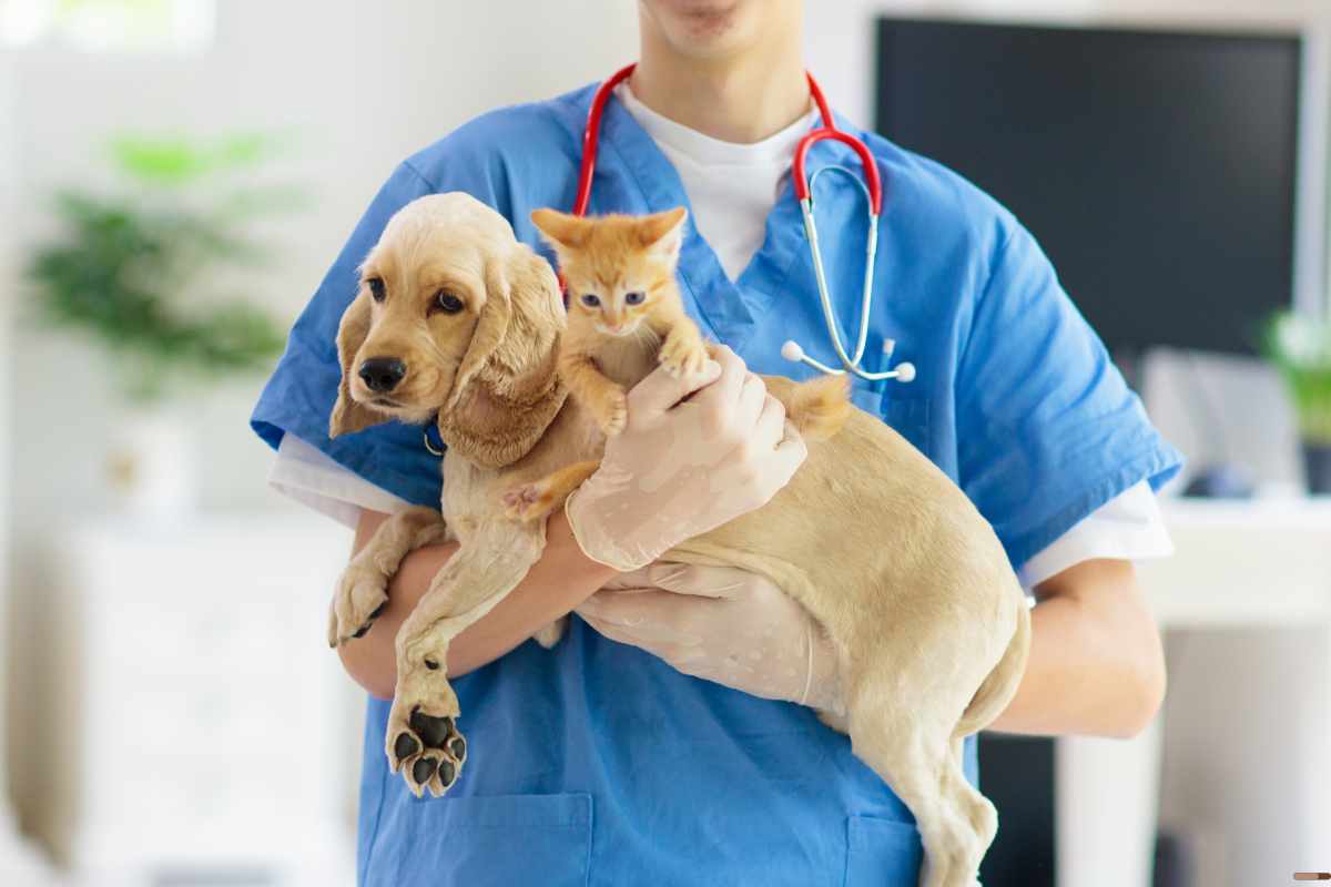 Consejos para darle la bienvenida a casa a tu nueva mascota veterinario