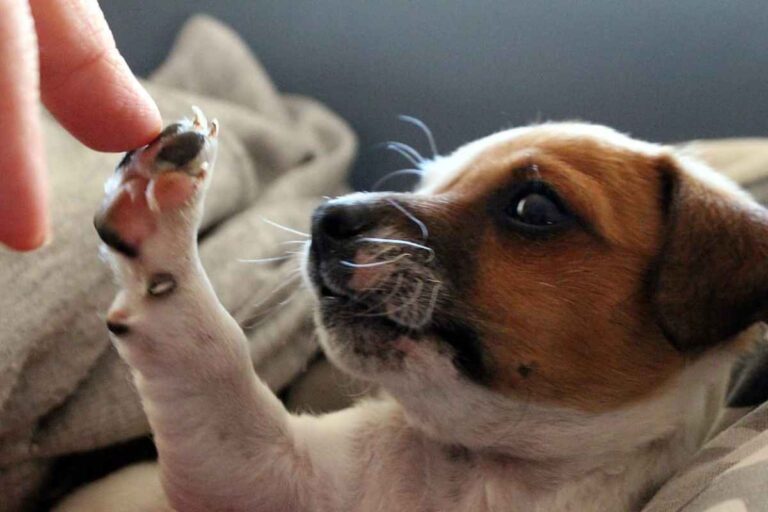La asombrosa capacidad de los perros para entender los gestos humanos.