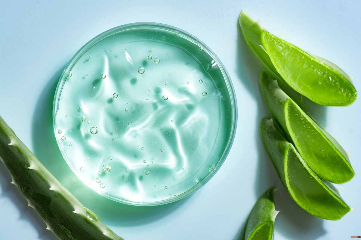 plantas medicinales para cuidar tu piel a partir de los anos aloe vera