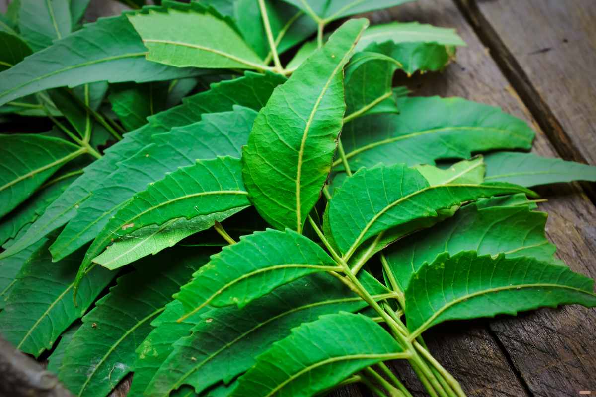 plantas medicinales para cuidar tu piel a partir de los anos neem