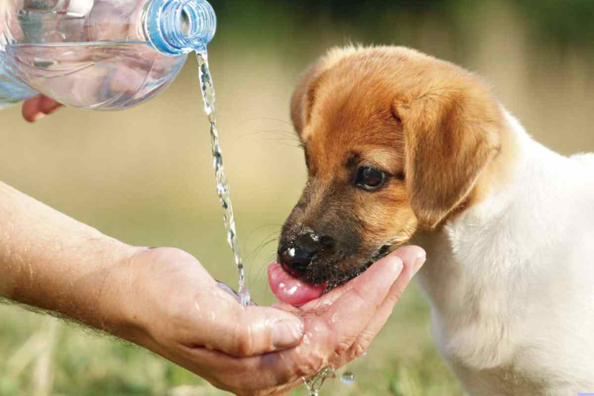 Golpe de calor en perros Prevencion sintomas y tratamiento (1)