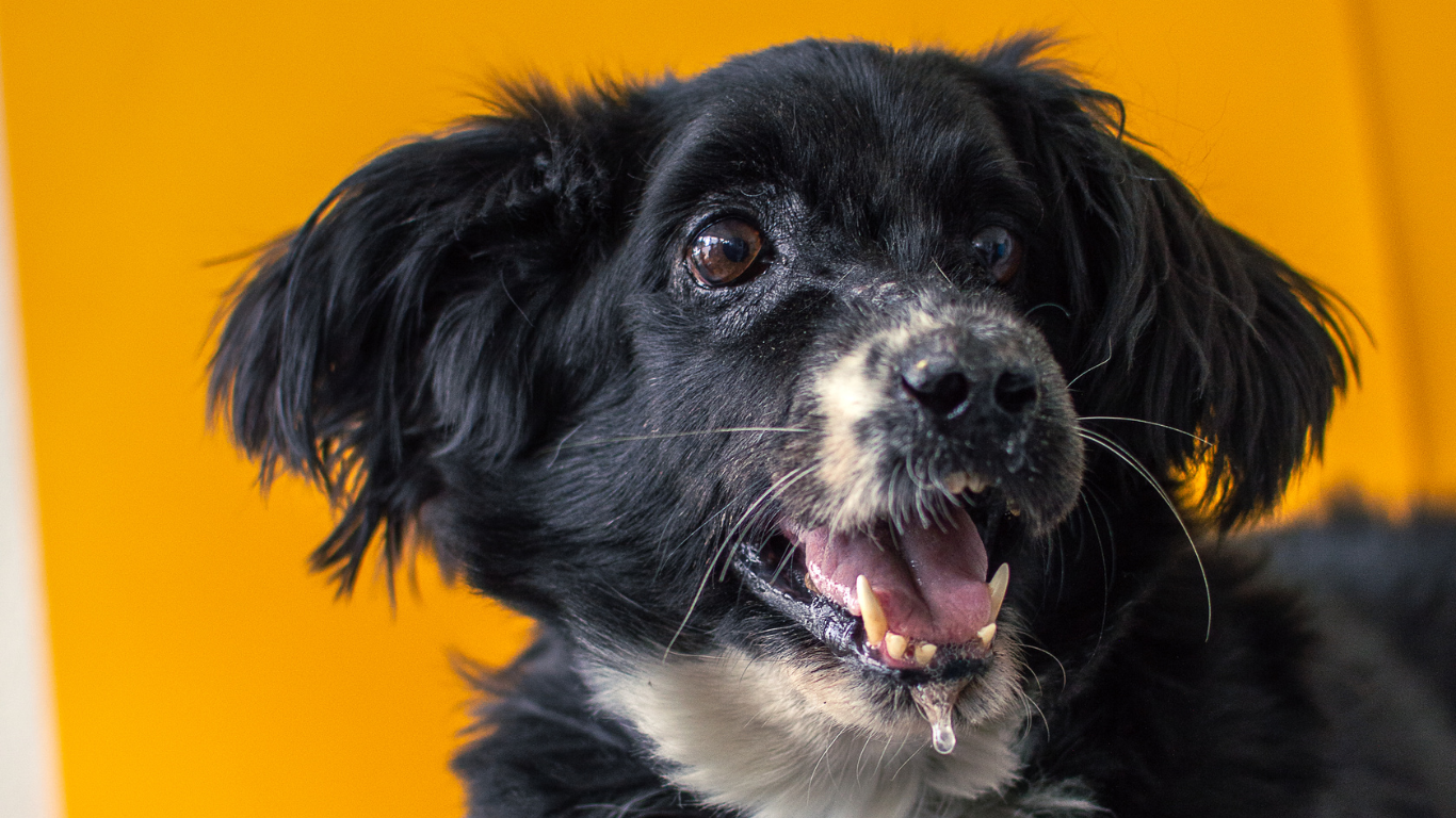 Top cuidados esenciales para tus mascotas en verano (1)