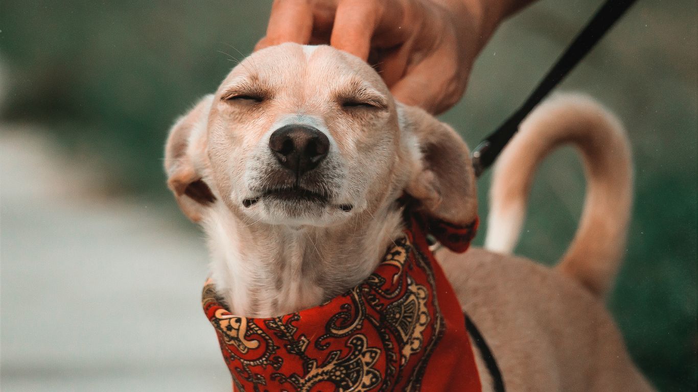 Top cuidados esenciales para tus mascotas en verano