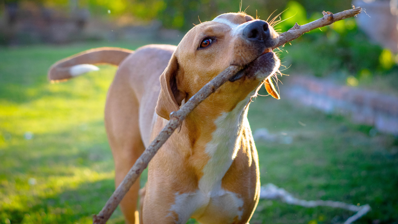 ¡Encuentra los mejores lugares de hospedaje para mascotas en Querétaro!