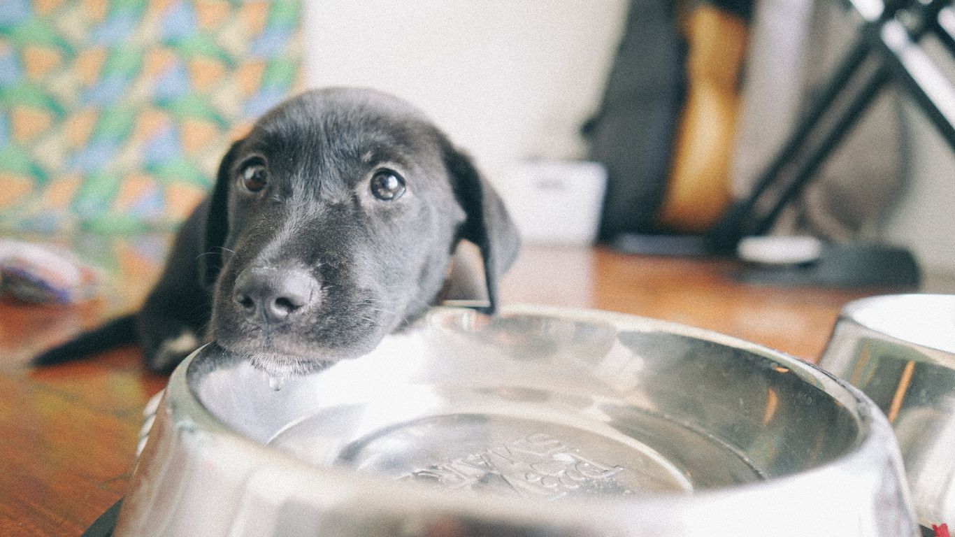 Cuida a tu mascota y ayúdala a disfrutar del calor sin riesgos