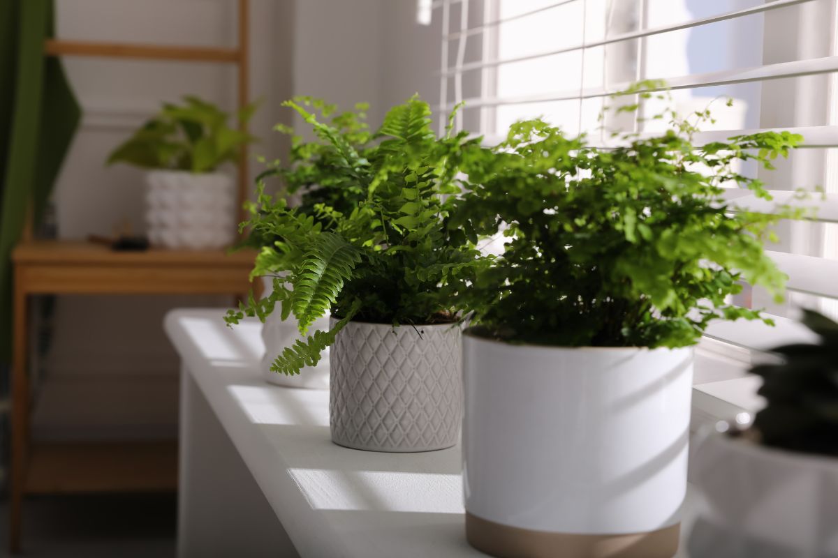 Transforma tu hogar con estas 5 plantas que combaten la humedad y añaden belleza