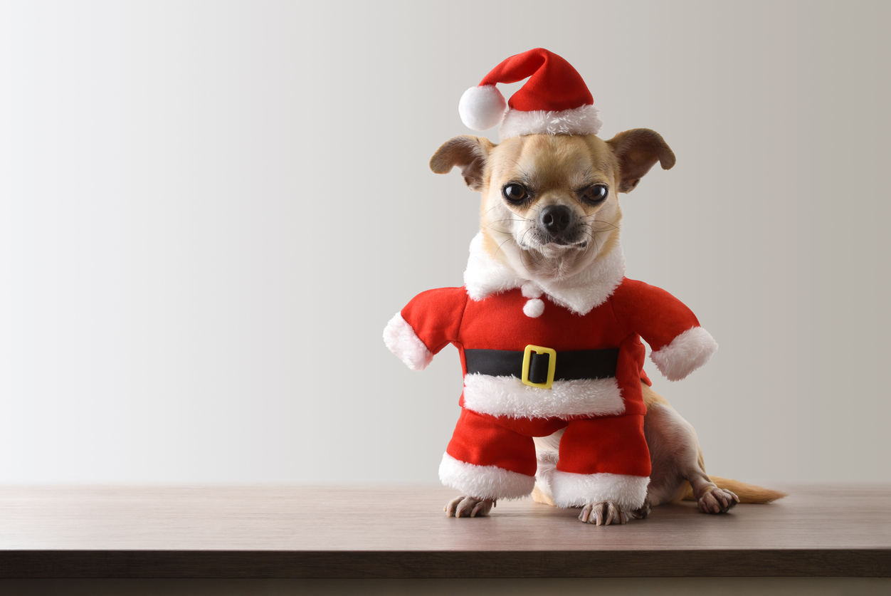 ¿Buscas dónde festejar tus posadas con tu mascota? Aquí los lugares pet friendly ideales para diciembre y la Guía Gastronómica VSD! gratis.