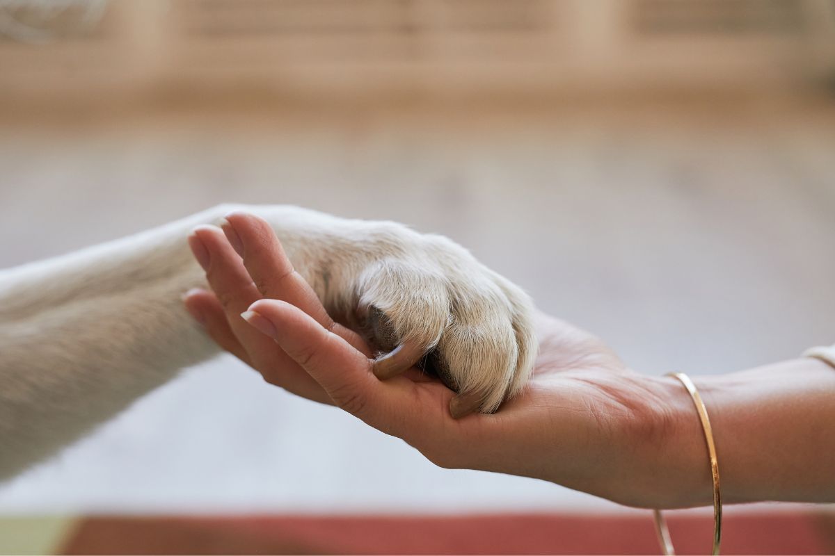 Cómo preparar la casa para una mascota y recibirla con el mejor ambiente