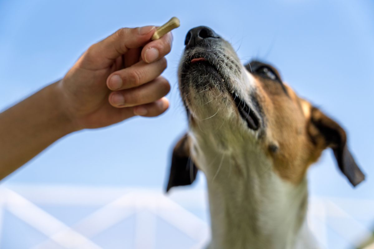 Errores al educar a una mascota que pueden afectar a su comportamiento