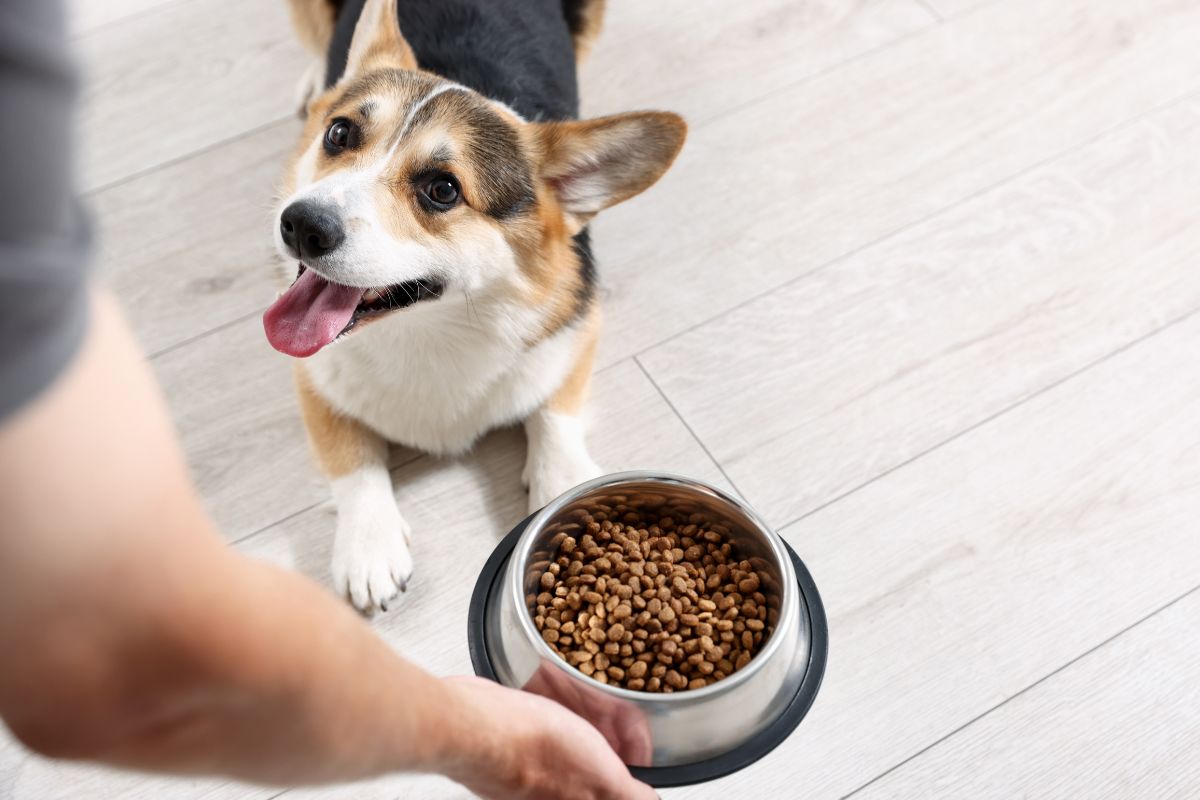 Tendencias en cuidado y alimentación para mascotas que marcarán el 2026