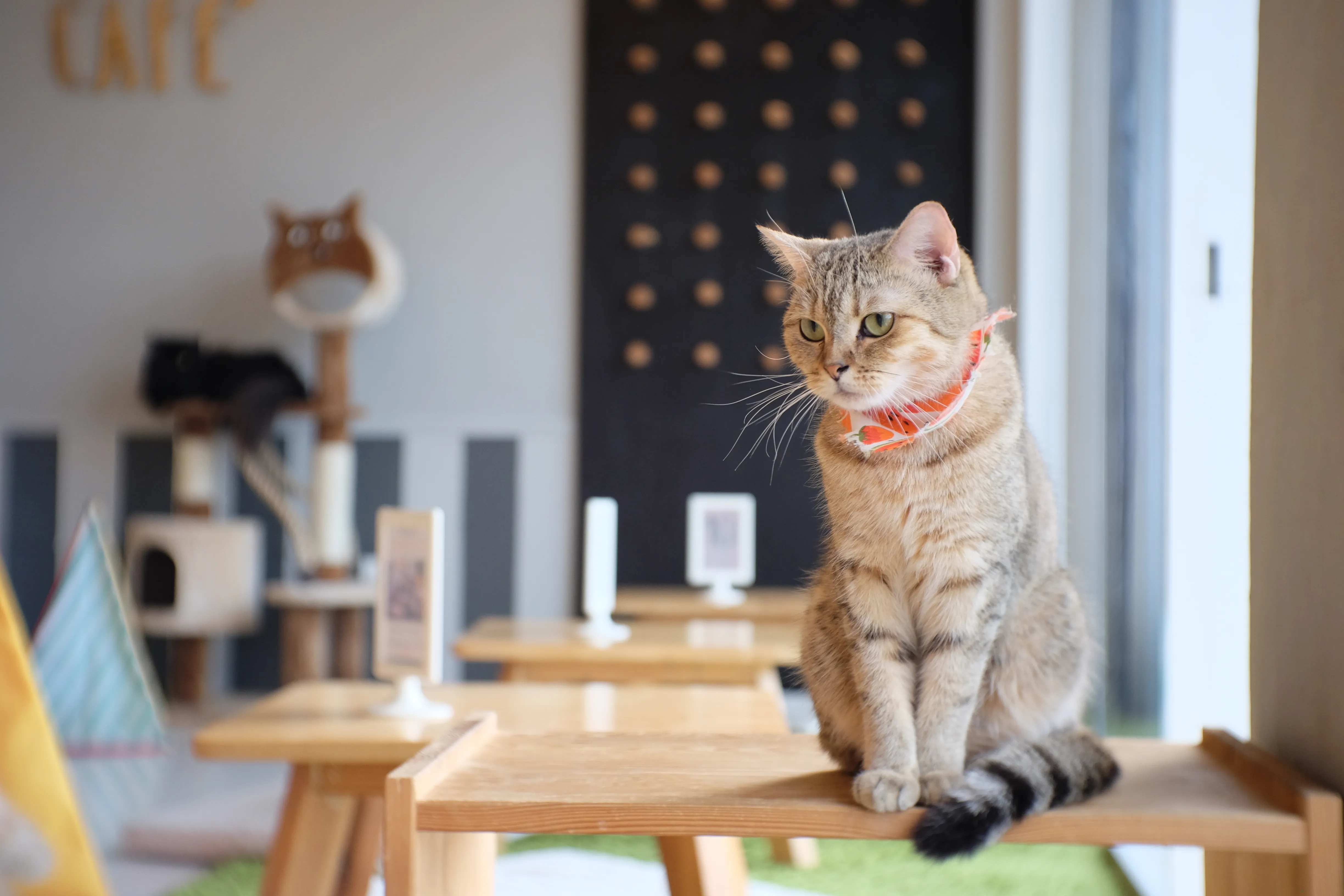 Hoy es el Día Internacional del Gato. Descubre por qué se celebra el 20 de febrero y los restaurantes pet friendly en Querétaro donde puedes ir con tu michi. Guía VSD! gratis.