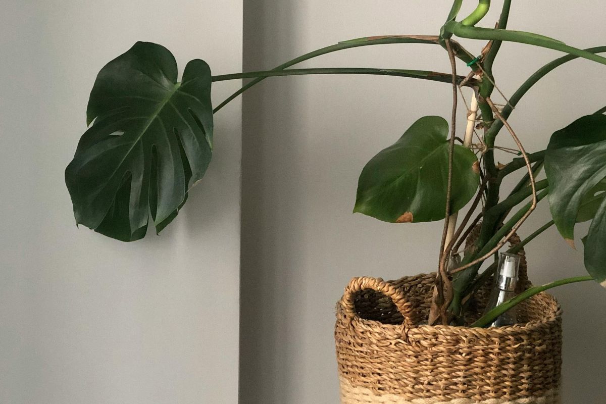 5 plantas perfectas para renovar tu hogar en marzo y llenarlo de frescura