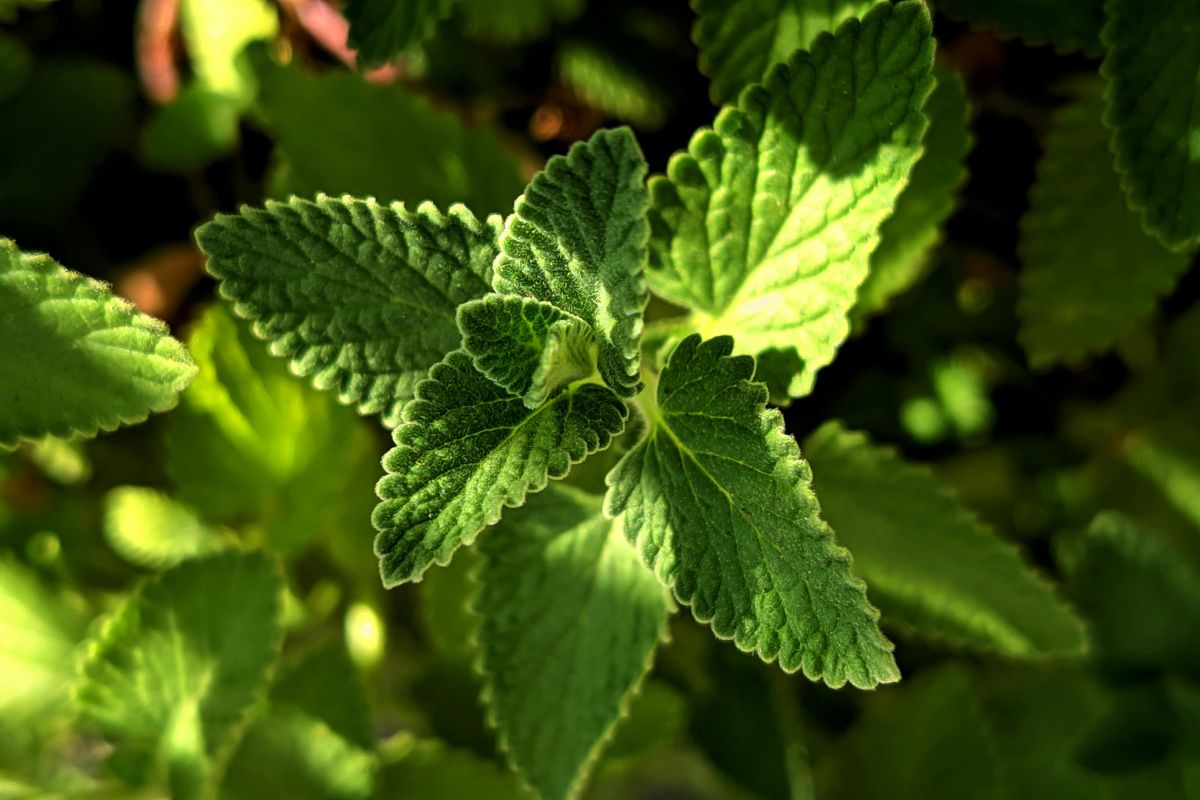 4 plantas que te ayudarán a repeler mosquitos en casa