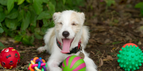 5 juguetes para cuidar la salud bucal de tu mascota (5)