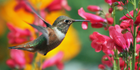 Un articulo sobre el mítico significado de los colibrís Almas de seres queridos